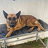 dog, german_shepherd, animal, pet, table, outdoor, metal_table, brush, fur, canine, resting, looking, ears, paw, tail, wall, ground, fence, relaxed, daylight