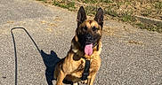 Olédo a rejoint le concours — aidez-le/la à gagner de superbes lots ! dog, german_shepherd, sitting, tongue_out, asphalt, shadow, leash, grass, industrial_building, sunny, outdoor, canine, pet, animal, daylight, nature, urban, happy, ears_up, quiet