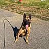 dog, german_shepherd, sitting, tongue_out, asphalt, shadow, leash, grass, industrial_building, sunny, outdoor, canine, pet, animal, daylight, nature, urban, happy, ears_up, quiet