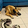 Olédo a rejoint le concours — aidez-le/la à gagner de superbes lots ! dog, sleeping, floor, tile, couch, blue_couch, indoor, pet, canine, resting, brown_dog, fur, ears, paws, tactical_vest, harness, quiet, relaxed, home, living_room