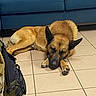 Olédo a rejoint le concours — aidez-le/la à gagner de superbes lots ! dog, german_shepherd, sleeping, indoor, tiled_floor, couch, blue_couch, bag, backpack, headphones, dj_controller, resting, pet, animal, floor, ears, fur, closed_eyes, relaxed, home