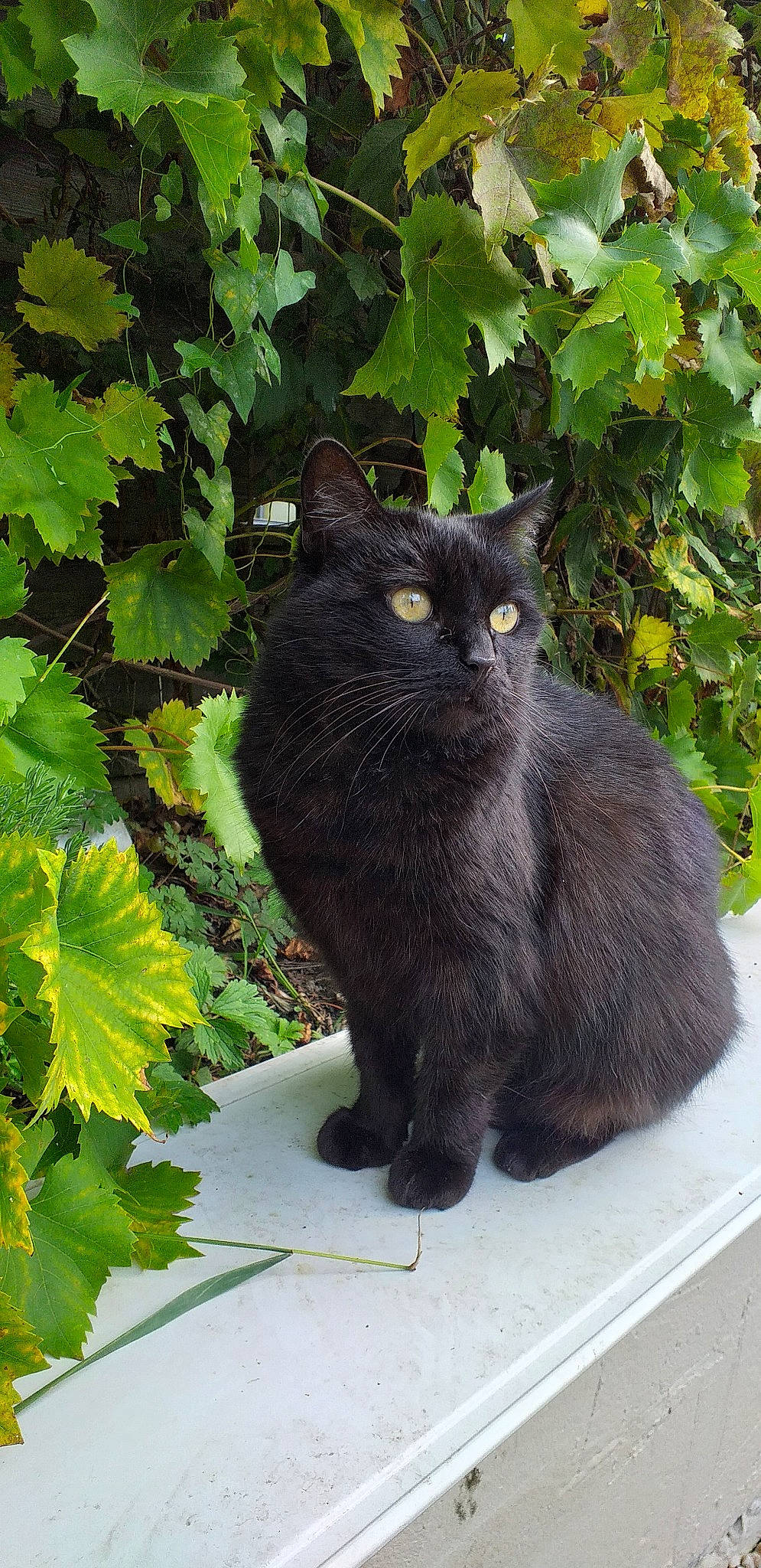 Ardoise participe au concours pour gagner de l'argent avec cette photo : asian, asian_semi_longhair, black_cat, bombay, british_semi_longhair, carnivore, cat, cymric, domestic_long_haired_cat, domestic_short_haired_cat, felidae, fur, mammal, nebelung, persian, plant, small_to_medium_sized_cats, tail, vertebrate, whiskers