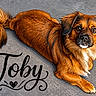 Toby is registered to the contest to win money with this photo: dog, pet, canine, fur, lying_down, portrait, animal, cute, brown_fur, fluffy_tail, floor, concrete, name_text, stylized, illustration_effect, eyes, face, whiskers, paw, relaxed