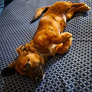 Toby is registered to the contest to win money with this photo: dog, brown_dog, lying_down, bed, bedspread, patterned_bedspread, indoor, pet, canine, relaxed, fur, ears, tail, cute, animal, domestic_animal, sleepy, companion, cozy, resting