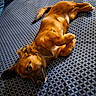 dog, brown_dog, lying_down, bed, bedspread, patterned_bedspread, indoor, pet, canine, relaxed, fur, ears, tail, cute, animal, domestic_animal, sleepy, companion, cozy, resting
