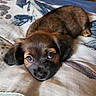 Toby is registered to the contest to win money with this photo: puppy, dog, pet, animal, cute, close_up, lying_down, bed, blanket, fur, brown, black, ears, nose, eyes, indoor, cozy, resting, adorable, young