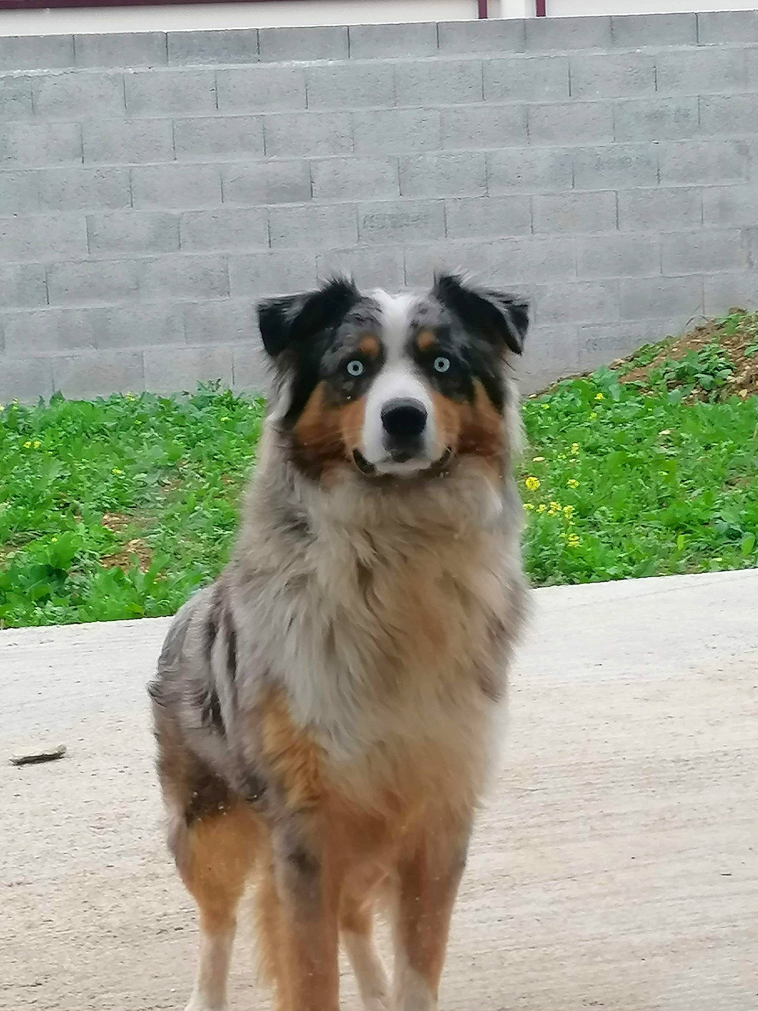 Panache a rejoint le concours — aidez-le/la à gagner de superbes lots ! ancient_dog_breeds, australian_collie, australian_shepherd, border_collie, brickwork, canidae, carnivore, companion_dog, dog, dog_breed, herding_dog, miniature_australian_shepherd, plant, snout, sporting_group, terrestrial_animal, working_animal, working_dog