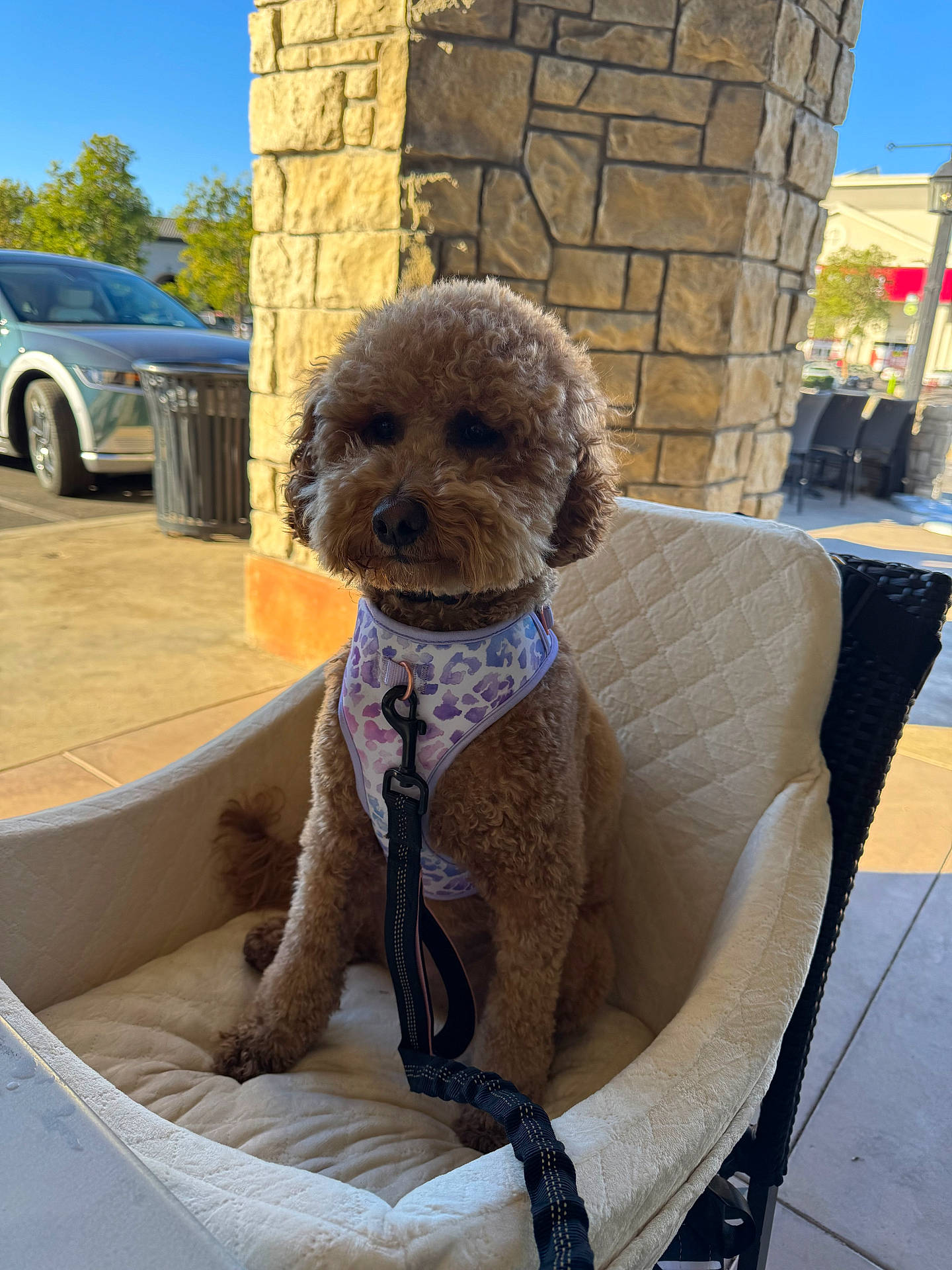 Sadie is registered to the contest to win money with this photo: alloywheel, animal, canine, car, carwheel, chair, couch, dog, furniture, machine, path, pet, poodle, puppy, spoke, terrier, tire, transportation, vehicle, wheel
