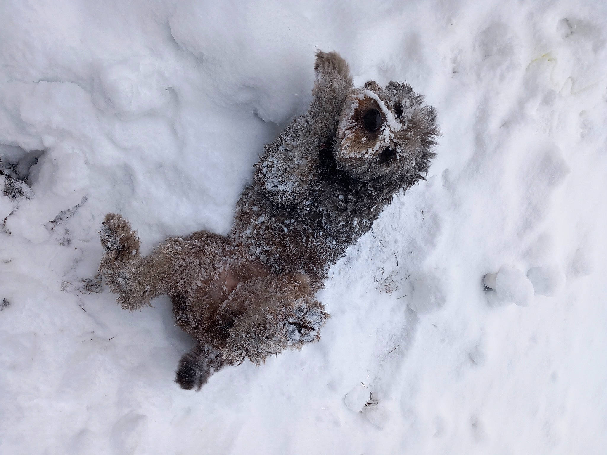 Léonard a rejoint le concours — aidez-le/la à gagner de superbes lots ! canidae, carnivore, companion_dog, dog, dog_breed, freezing, fur, non_sporting_group, paw, snout, snow, sporting_group, tail, terrestrial_animal, terrier, water_dog, winter, working_dog
