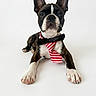Baïko a rejoint le concours — aidez-le/la à gagner de superbes lots ! dog, puppy, bow_tie, tie, black_and_white, brindle, pet, animal, portrait, studio, white_background, cute, small_dog, lying_down, front_paws, ears_up, looking_at_camera, fashion, adorable, domestic_animal