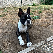 Baïko a rejoint le concours — aidez-le/la à gagner de superbes lots ! dog, puppy, outdoor, lying_down, black_and_white, ears, curious, yard, grass, stone_wall, path, nature, pet, canine, ground, small_dog, alert, animal, domestic_animal, daylight