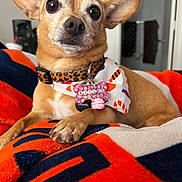 Kisses joined the competition — help win amazing prizes! adorable, animal, bandana, blanket, charm, chihuahua, close_up, collar, cute, dog, expression, fur, indoor, leopard_print, navy_blue, orange, paw, pet, resting, small_dog