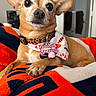 adorable, animal, bandana, blanket, charm, chihuahua, close_up, collar, cute, dog, expression, fur, indoor, leopard_print, navy_blue, orange, paw, pet, resting, small_dog