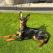 Milo participe au concours pour gagner de l'argent avec cette photo : dog, black_and_tan_dog, small_dog, pointed_ears, lying_down, grass, lawn, outdoor, backyard, sunlight, patio, decking, planter, umbrella_base, portrait, pet, animal, canine, happy, relaxed
