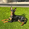 dog, black_and_tan_dog, small_dog, pointed_ears, lying_down, grass, lawn, outdoor, backyard, sunlight, patio, decking, planter, umbrella_base, portrait, pet, animal, canine, happy, relaxed