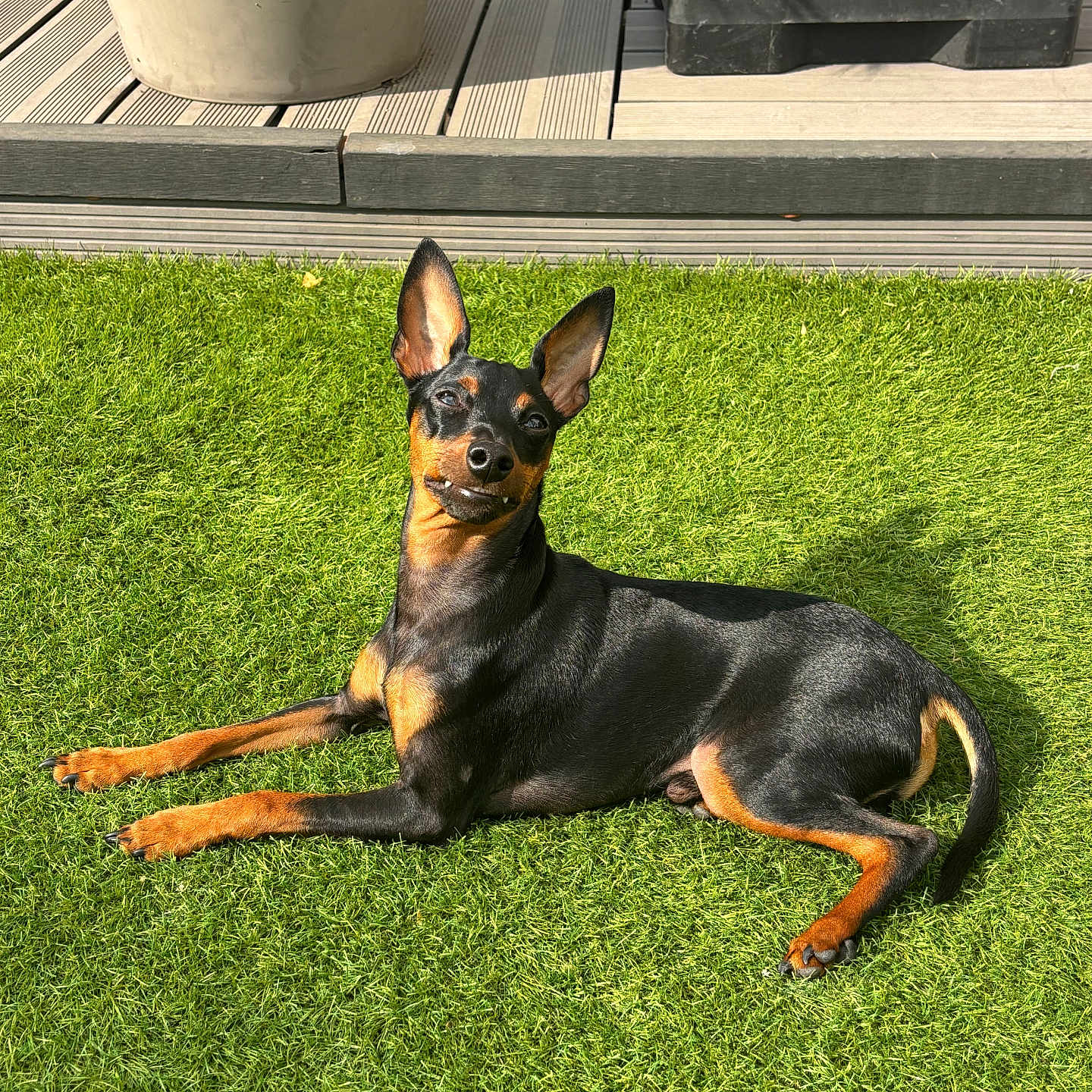 Milo