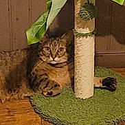 Cheyenne a rejoint le concours — aidez-le/la à gagner de superbes lots ! animal, cat, cozy, curious, domestic, feline, fur, green_leaves, home, indoor, looking_at_camera, paws, pet, plant, relaxed, resting, scratching_post, tabby_cat, whiskers, wooden_floor