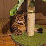 animal, cat, cozy, curious, domestic, feline, fur, green_leaves, home, indoor, looking_at_camera, paws, pet, plant, relaxed, resting, scratching_post, tabby_cat, whiskers, wooden_floor