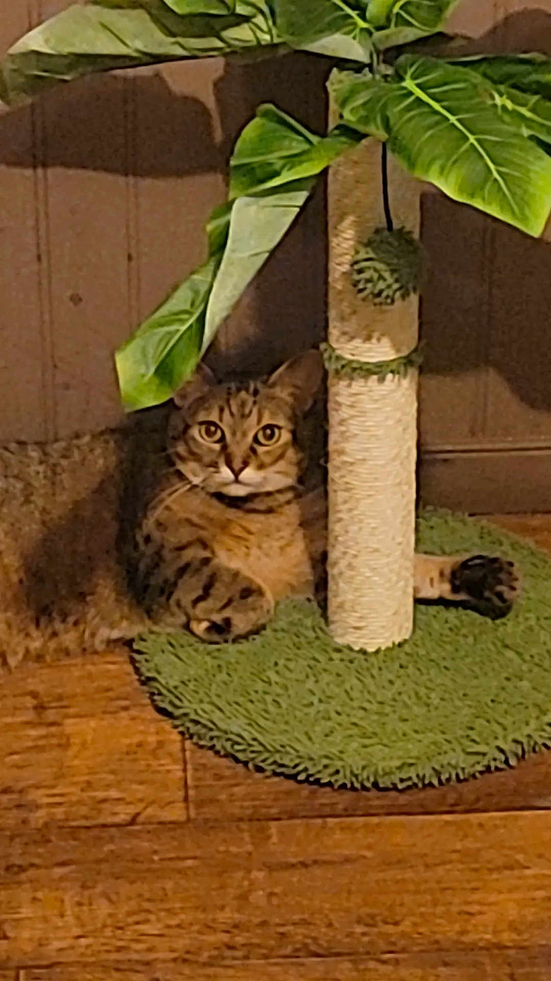 Cheyenne a rejoint le concours — aidez-le/la à gagner de superbes lots ! animal, cat, cozy, curious, domestic, feline, fur, green_leaves, home, indoor, looking_at_camera, paws, pet, plant, relaxed, resting, scratching_post, tabby_cat, whiskers, wooden_floor