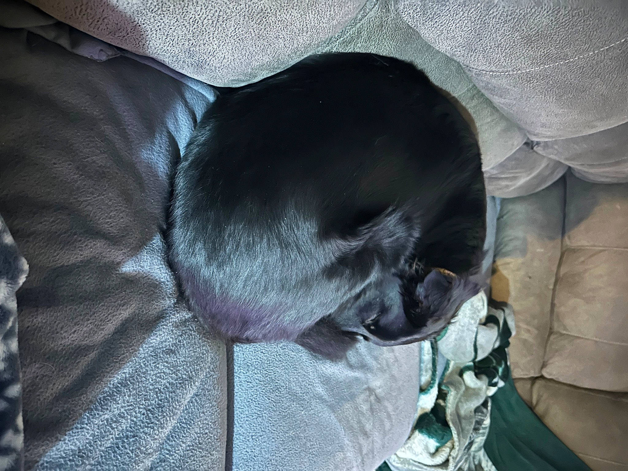 Jess joined the competition — help win amazing prizes! carnivore, comfort, companion_dog, dog, dog_breed, electric_blue, fur, grey, linens, nap, sleep, sleeve, snout, sporting_group, tints_and_shades, whiskers