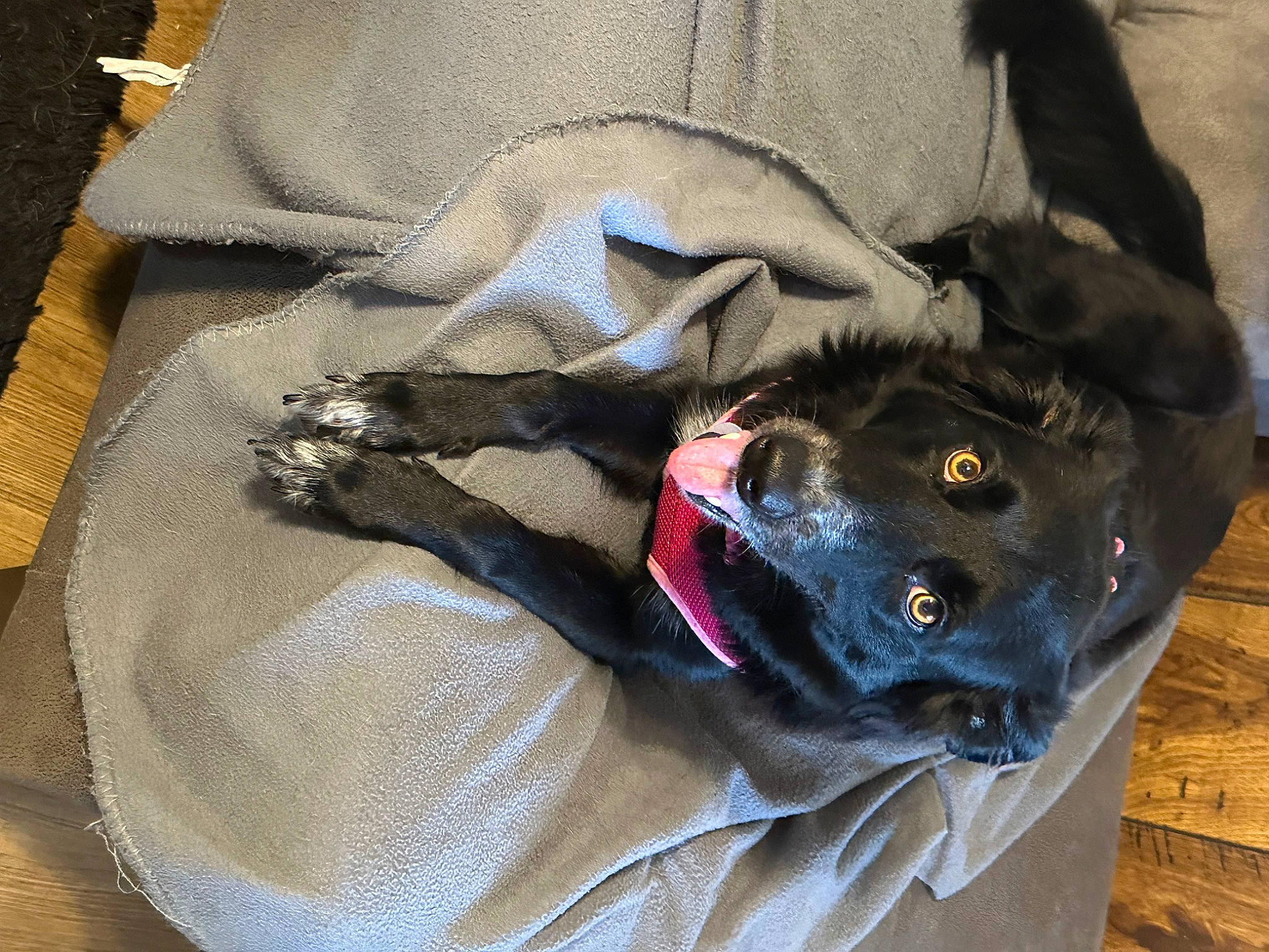 Jess joined the competition — help win amazing prizes! bag, canidae, carnivore, collar, comfort, companion_dog, dog, dog_breed, dog_collar, dog_supply, electric_blue, fashion_accessory, fawn, fur, grey, guard_dog, leash, pattern, pet_supply, working_animal