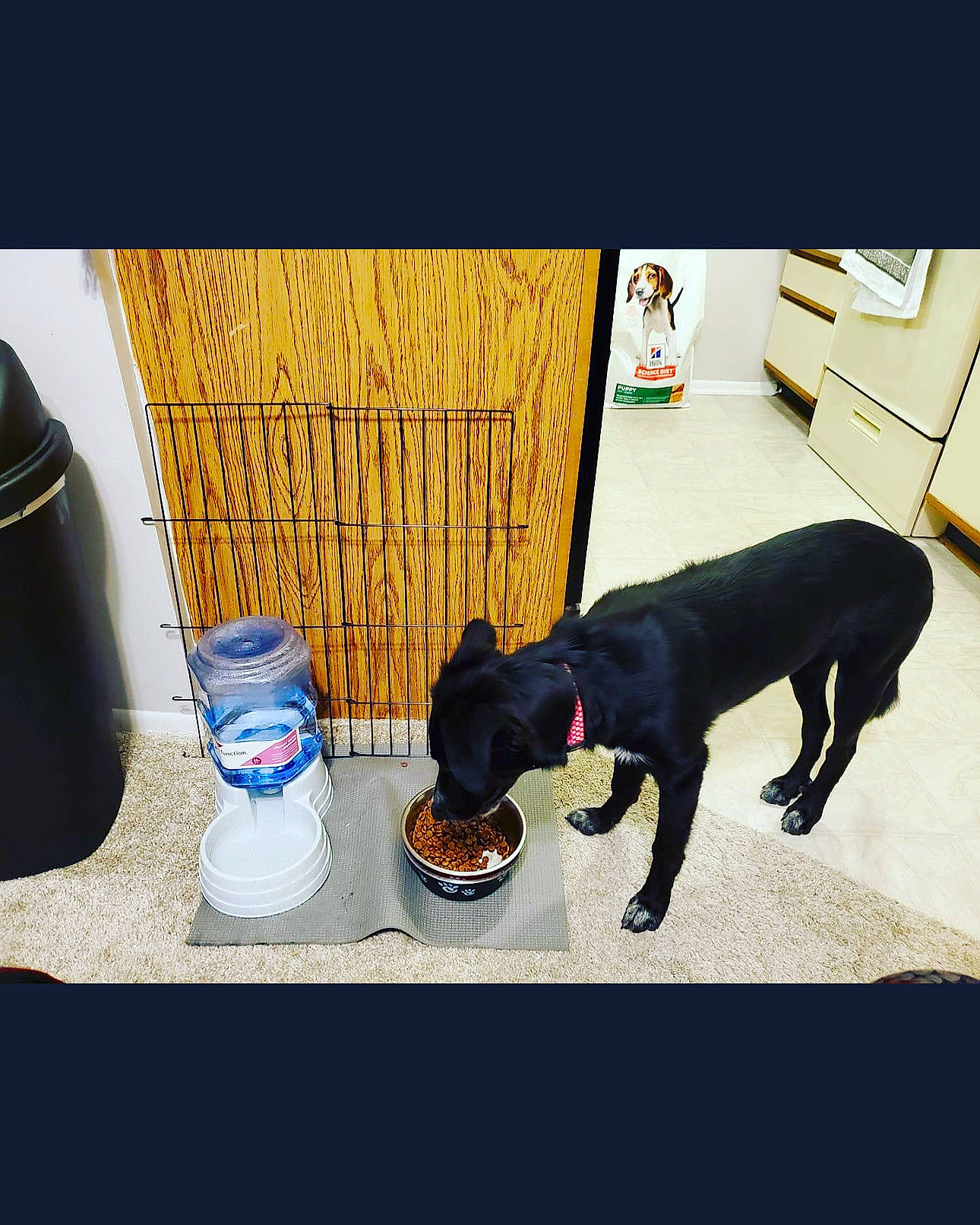 Jess joined the competition — help win amazing prizes! carnivore, chair, collar, companion_dog, dog, dog_breed, dog_collar, dog_supply, door, electric_blue, floor, flooring, gas, hardwood, pet_supply, plastic_bottle, tail, tints_and_shades, toy_dog, working_animal