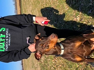 Scarlet is registered to the contest to win money with this photo: canidae, hunting_dog, police_dog