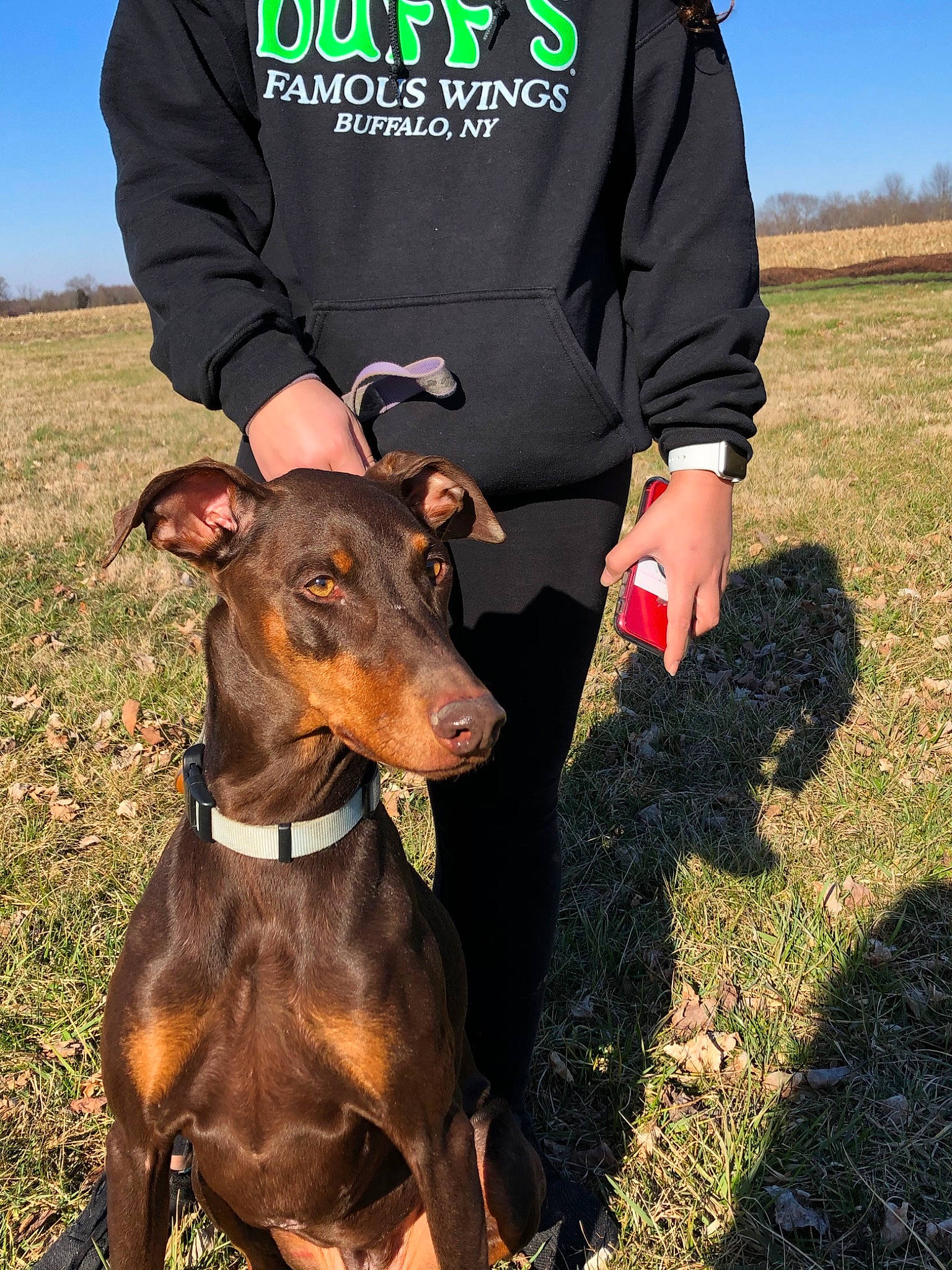Scarlet is registered to the contest to win money with this photo: canidae, carnivore, companion_dog, dobermann, dog, dog_breed, ear, german_pinscher, guard_dog, hunting_dog, mammal, manchester_terrier, pinscher, toy_manchester_terrier, vertebrate, working_dog