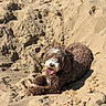 Boo joined the competition — help win amazing prizes! animal, beach, brown_dog, canine, daylight, dog, fluffy, fur, happy, laying, mammal, nature, outdoor, pet, pit, relaxed, sand, sunny, texture, tongue_out