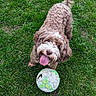 Boo is registered to the contest to win money with this photo: animal, canine, curly_fur, cute, daylight, dog, fur, grass, grass_field, greenery, happy, looking_up, outdoor, pet, pet_toy, playful, soccer_ball, sport, summer, tongue_out