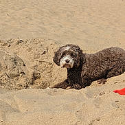 Boo joined the competition — help win amazing prizes! animal, beach, brown_dog, canine, daytime, dog, fur, hole, ocean, outdoor, people, pet, relaxing, sand, snout, summer, sunny, vacation, walking, water