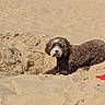 animal, beach, brown_dog, canine, daytime, dog, fur, hole, ocean, outdoor, people, pet, relaxing, sand, snout, summer, sunny, vacation, walking, water