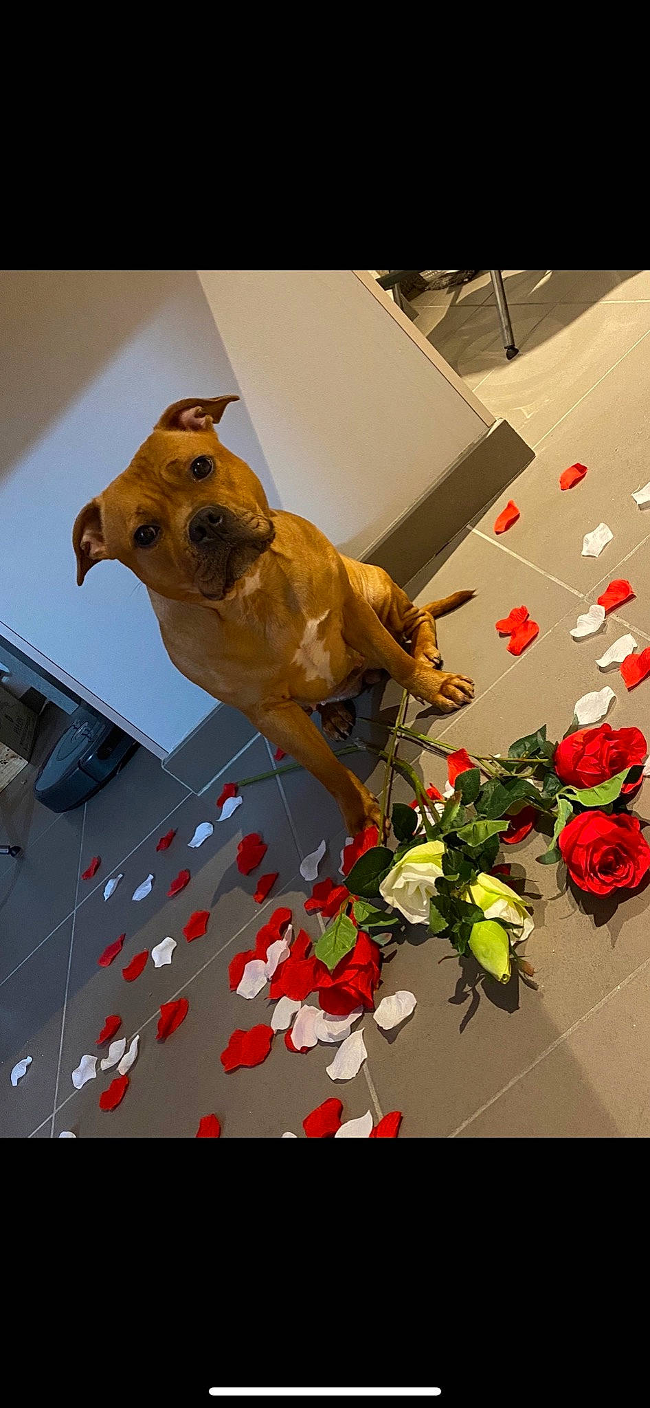 Oska a rejoint le concours — aidez-le/la à gagner de superbes lots ! canidae, carnivore, dog, dog_breed, fawn, snout, sporting_group