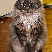 Berli is registered to the contest to win money with this photo: animal, cat, cute, domestic, ears, feline, fluffy, fur, gray, green_eyes, house, indoor, long_hair, looking_at_camera, pet, portrait, sitting, tail, whiskers, wooden_floor