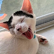 Reggie is registered to the contest to win money with this photo: black_markings, cat, close_up, collar, cute, feline, indoor, kitten, mouth_open, paw, pet, portrait, sleepy, tag, tongue_out, whiskers, white_fur, window_screen, windowsill, yawning