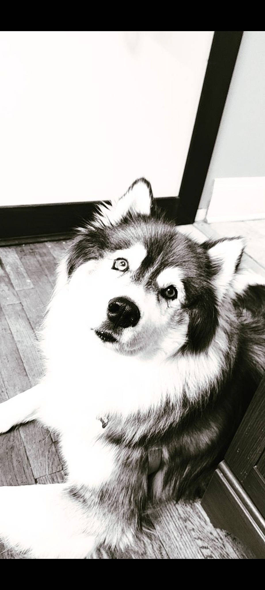 Digger joined the competition — help win amazing prizes! ancient_dog_breeds, black_and_white, canidae, canis, carnivore, companion_dog, dog, dog_breed, fur, herding_dog, monochrome, monochrome_photography, sled_dog, snout, sporting_group, stock_photography, style, whiskers, working_animal, working_dog