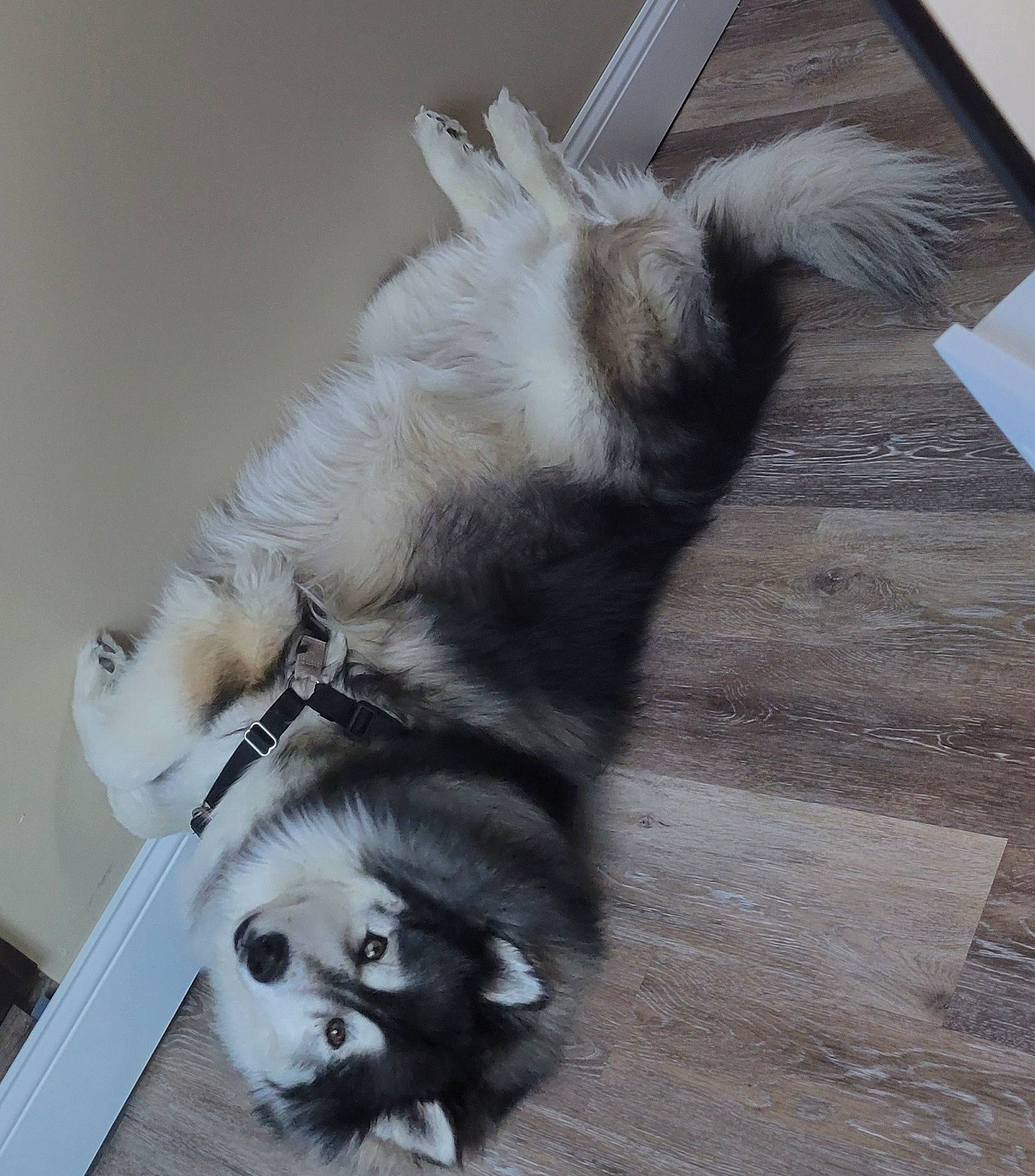 Digger is registered to the contest to win money with this photo: canidae, carnivore, companion_dog, dog, dog_breed, fawn, felidae, flooring, fur, german_spitz, hardwood, paw, snout, sporting_group, tail, whiskers, white, window, wood, working_animal