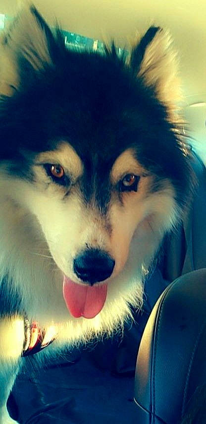 Digger joined the competition — help win amazing prizes! ancient_dog_breeds, canidae, carnivore, companion_dog, dog, dog_breed, fur, herding_dog, iris, jaw, non_sporting_group, sled_dog, snapshot, snout, sporting_group, tongue, vertebrate, whiskers, working_animal, working_dog