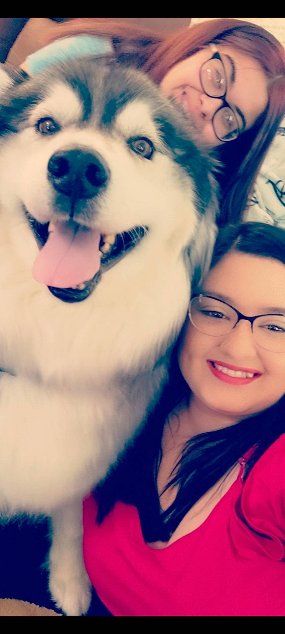 Digger joined the competition — help win amazing prizes! blue, carnivore, companion_dog, cool, dog, dog_breed, fawn, flash_photography, friendship, gesture, happy, jaw, mouth, nose, organ, photograph, skin, smile, whiskers, white