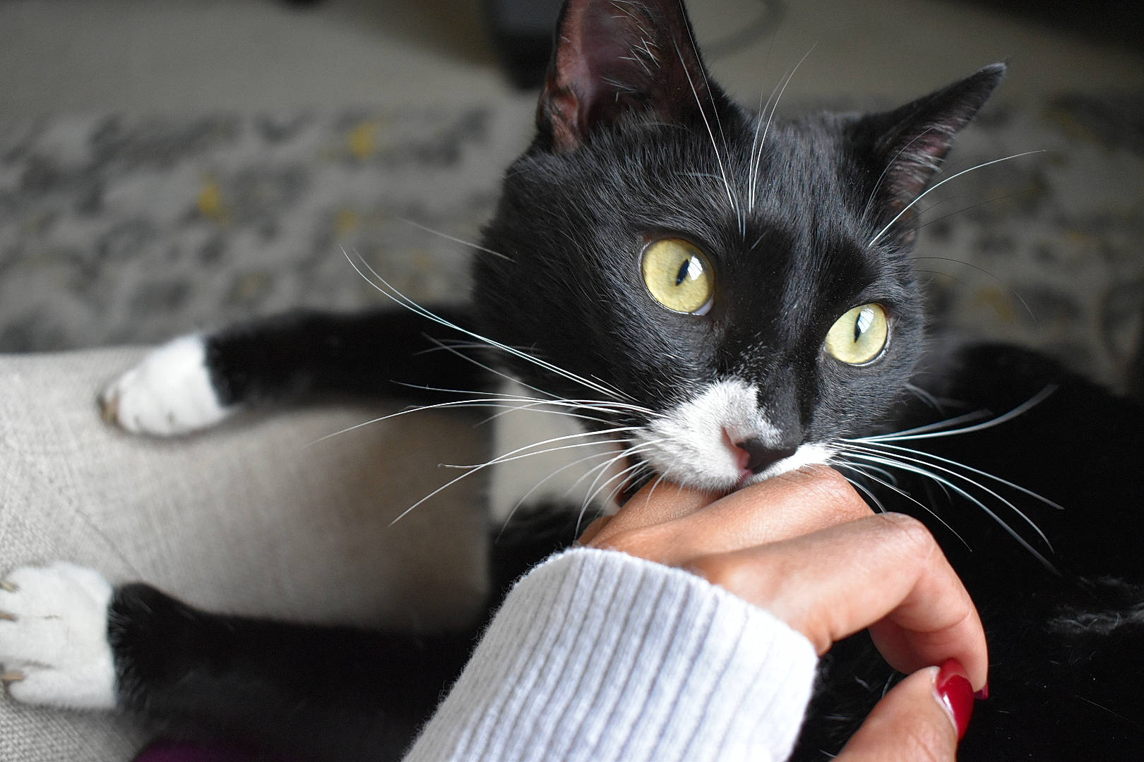 Sasha joined the competition — help win amazing prizes! black_cat, carnivore, cat, claw, comfort, domestic_short_haired_cat, felidae, finger, formal_wear, fur, gesture, hand, nail, paw, sitting, small_to_medium_sized_cats, snout, thumb, whiskers, wrist