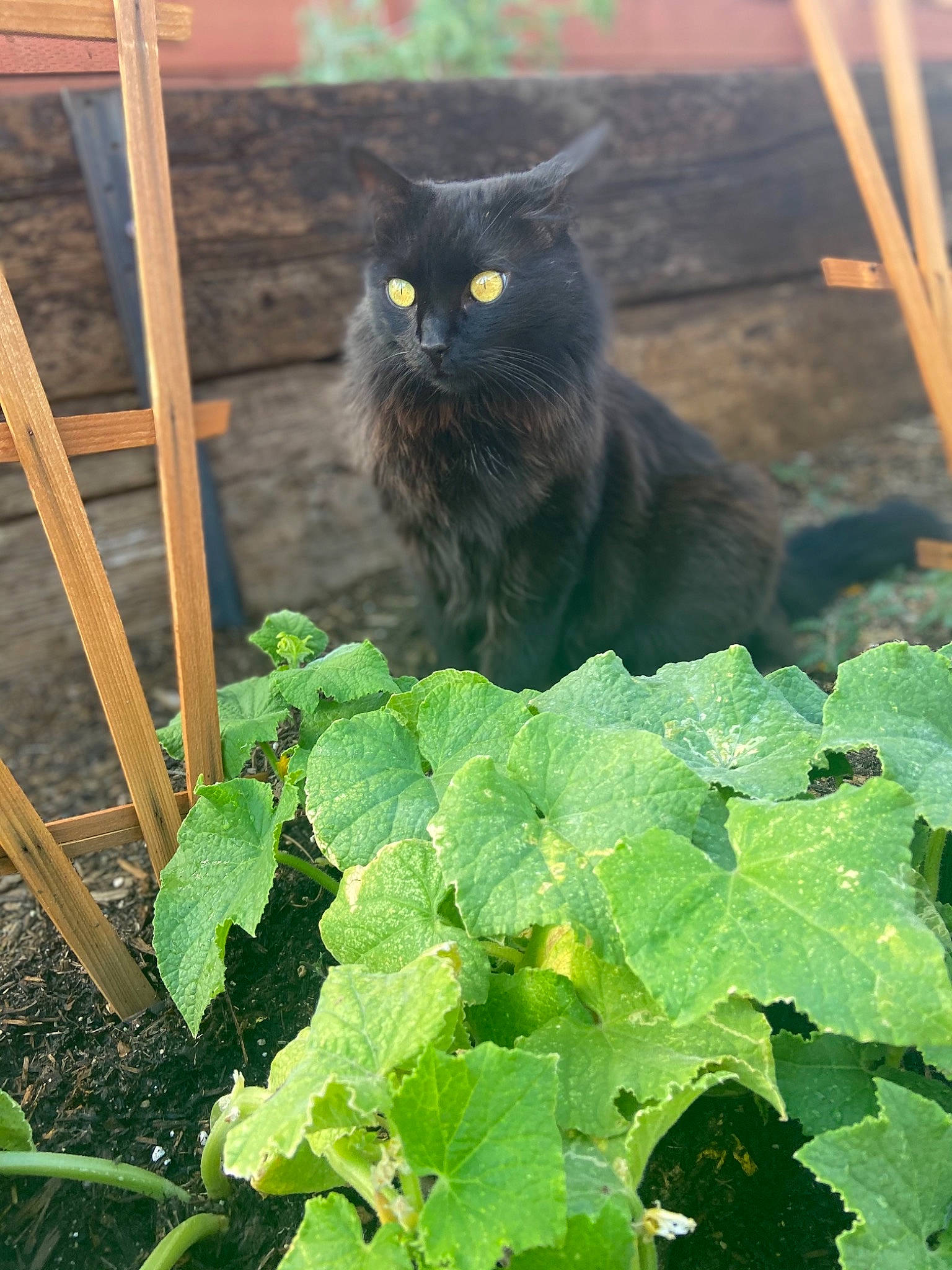 Monte is registered to the contest to win money with this photo: annual_plant, black_cat, carnivore, cat, domestic_short_haired_cat, fawn, felidae, flowering_plant, fur, grass, groundcover, herb, plant, plant_stem, small_to_medium_sized_cats, tail, terrestrial_animal, whiskers, wood