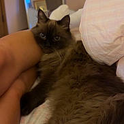 Halle is registered to the contest to win money with this photo: cat, fluffy, bed, indoor, legs, person, furniture, cozy, brown, pet, relaxing, animal, soft, comfort, home, sleepy, resting, domestic, cute, feline