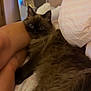 cat, fluffy, bed, indoor, legs, person, furniture, cozy, brown, pet, relaxing, animal, soft, comfort, home, sleepy, resting, domestic, cute, feline