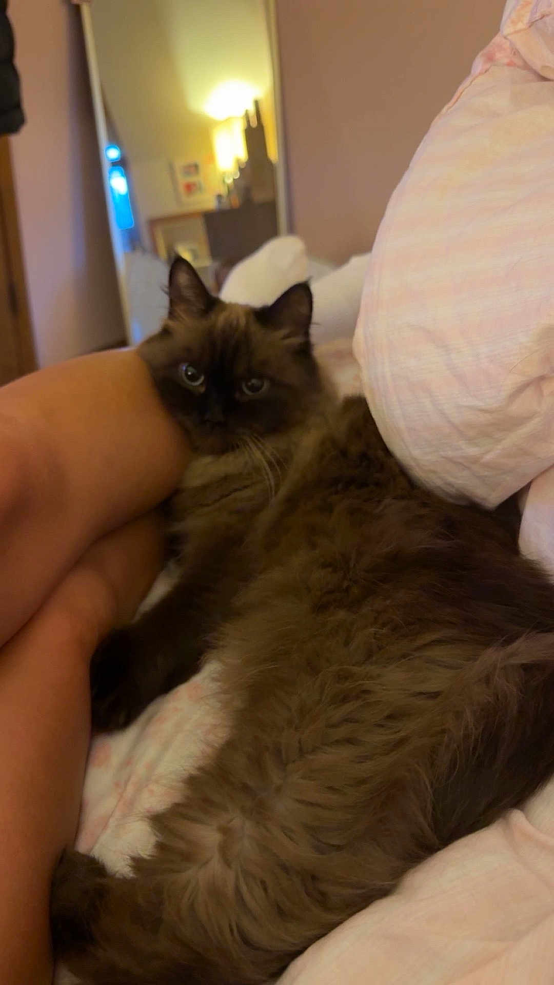 Halle is registered to the contest to win money with this photo: cat, fluffy, bed, indoor, legs, person, furniture, cozy, brown, pet, relaxing, animal, soft, comfort, home, sleepy, resting, domestic, cute, feline