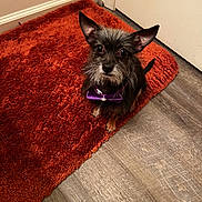 Drako joined the competition — help win amazing prizes! dog, small_dog, bow_tie, purple_bow_tie, shaggy_rug, rust_color, indoor, flooring, door, pet, animal, ears, fur, sitting, looking_up, cute, companion, domestic, alert, portrait
