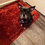 dog, small_dog, bow_tie, purple_bow_tie, shaggy_rug, rust_color, indoor, flooring, door, pet, animal, ears, fur, sitting, looking_up, cute, companion, domestic, alert, portrait
