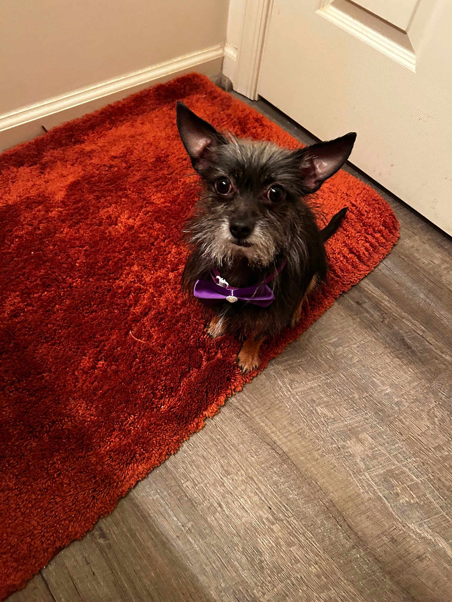 Drako