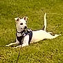 dog, grass, leash, harness, outdoor, pet, animal, white_dog, lying_down, nature, canine, small_dog, ears_up, daylight, green_grass, relaxed, side_view, park, playful, summer