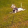 dog, white_dog, grass, outdoor, pet, leash, harness, animal, lying_down, greenery, nature, canine, side_view, sunny, daytime, field, relaxed, small_dog, park, companion