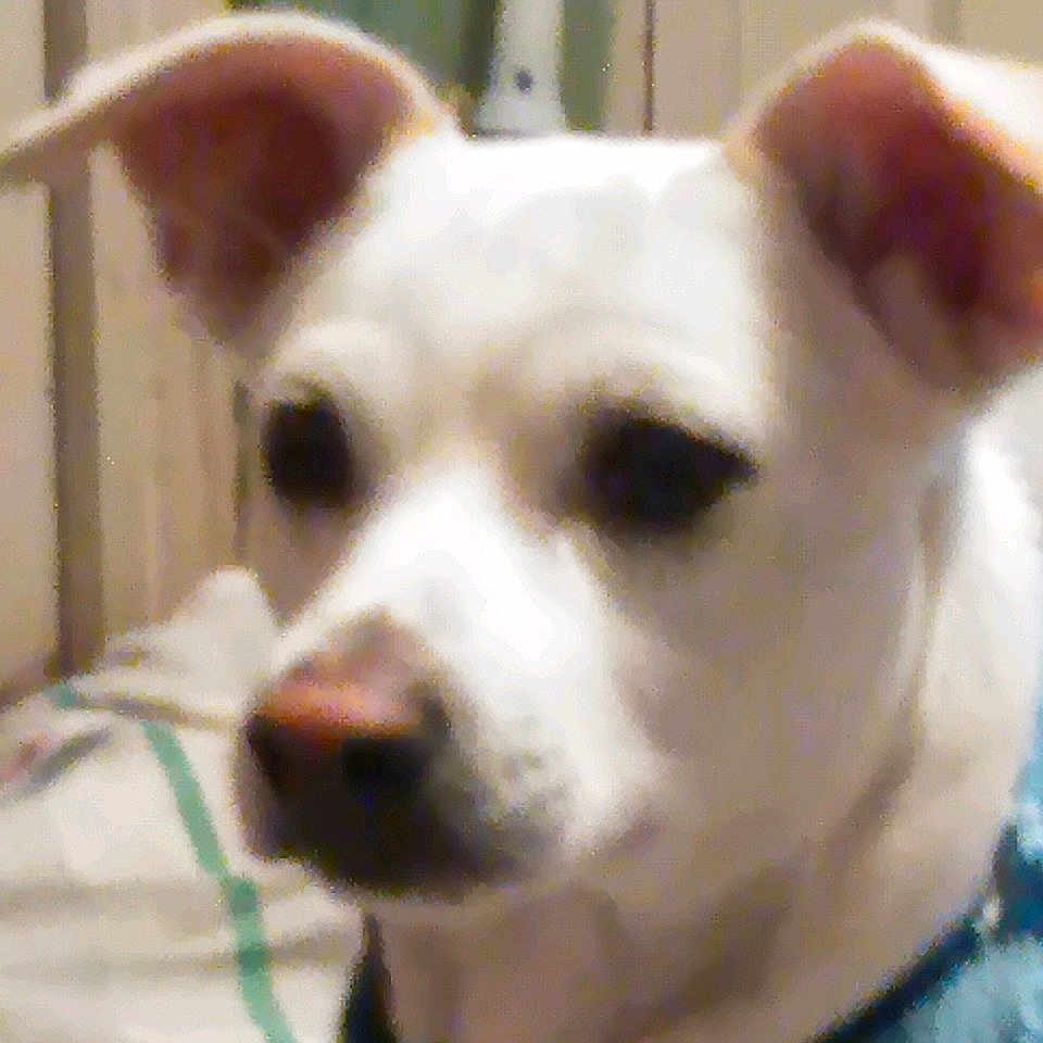 Milo joined the competition — help win amazing prizes! animal, bedspread, blurred, canine, close_up, collar, companion, cozy, cute, dog, domestic_animal, ears, face, fur, indoor, pet, portrait, snout, sweater, white_dog